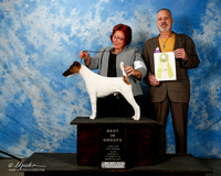 Fox Terrier Smooth #5 Best in Sweeps-2