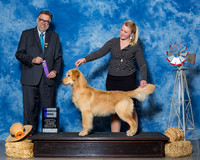 Retrievers Golden #27 Thrs WD Nieman Mia Lindsay Nieman Judge James G Remolds
