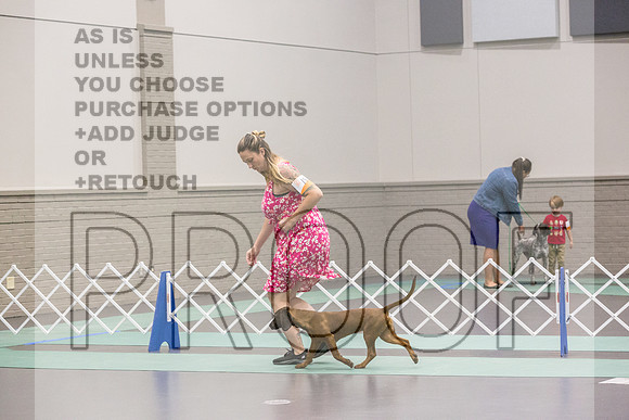 Bavarian Mountain Hound Ring Fri Ring 1_JJL_5092_UKCLNGVIEWOCT2024_2024_HR3