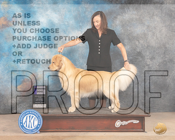 Golden Retriever #23 Sat WD Judge Eric Liebes-MMJ_3915-Abilene2022-HR3