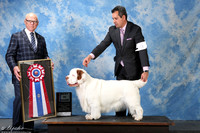 Clumber Spaniel #5 Fri BIS +A2