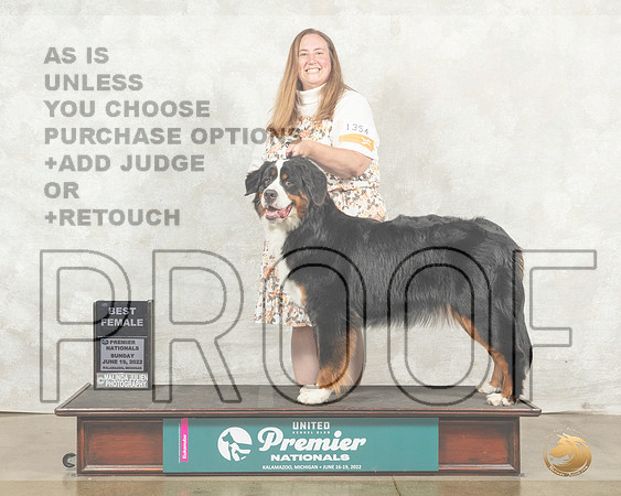 Bernese Mountain Dog #1354 Sun BF Judge Diana Brumbaugh__MJ_8871_Premier_2022_HR3
