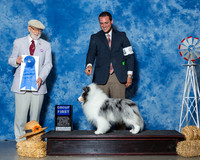 Shetland Sheepdogs #5 Sat G1 Sirdofsky Deborah Tyler Crady Judge Dr Dale D Simmons