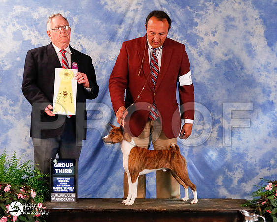 Basenji-0866-HstnMar2014-HR3