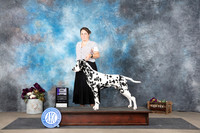 Dalmation #15 Sun WDM Judge Donelle Richards