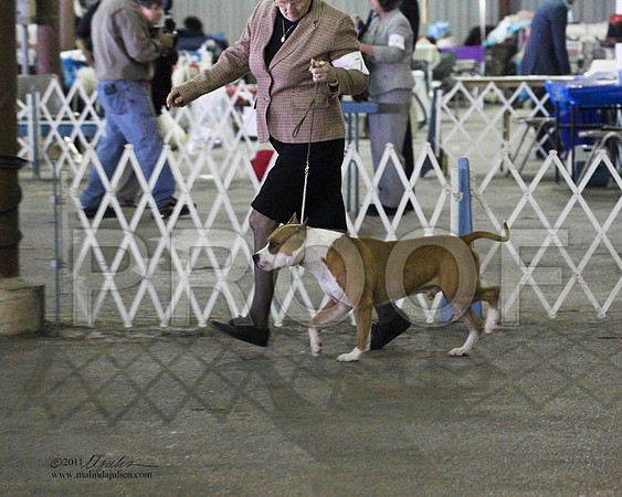 Group Terrier Saturday - 0023