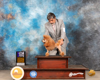 Poodle Toy #20 Sat WB Judge Donnelle Richards