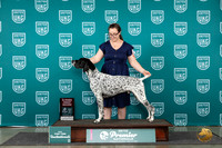 German Shorthaired Pointer # Fri AG2 Judge?