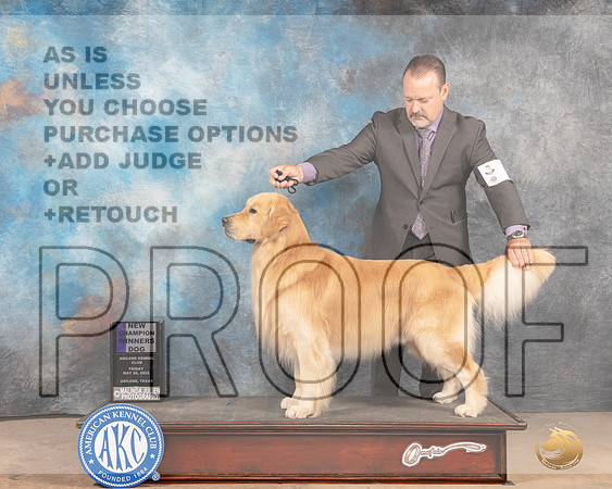 Golden Retriever #9 Fri WDCh Judge Peggy McIllwaine r-MMJ_4033-Abilene2022-HR3