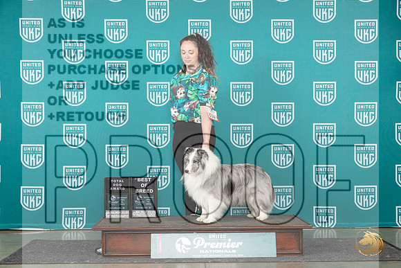Shetland Sheepdog #539 Sat BOTD Judge Tracie Karsjens__JP_2477_Premier_2024_HR3
