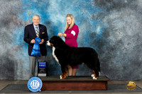 Bernese Mountain Dog #7 Sun G1 Judge David Bolus