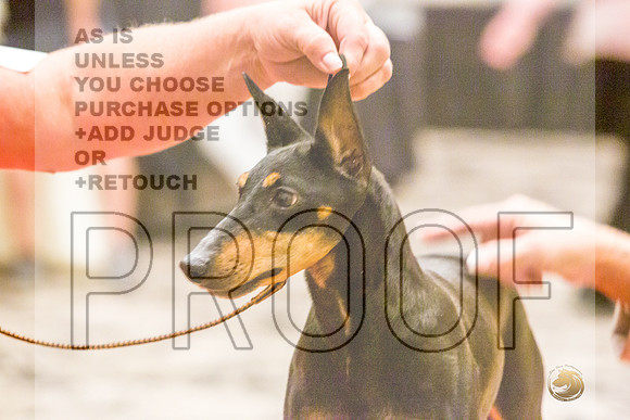 Manchester Terrier MTOY Candids-JJL_2287-Hstn2022_HR3