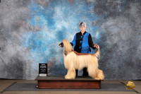 Afghan Hound #? Sun BOB NGCh Judge Brenda Landers