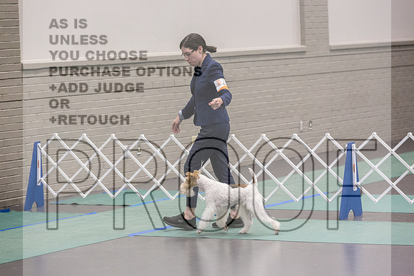 Wire Fox Terrier Sat Rings_JJL_0228_UKCLNGVIEWOCT2024_2024_HR3
