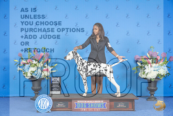 Dalmatian #9 SAT WD BOW M Judge Sandra Lex__JP_9650_Houston_2024_HR3