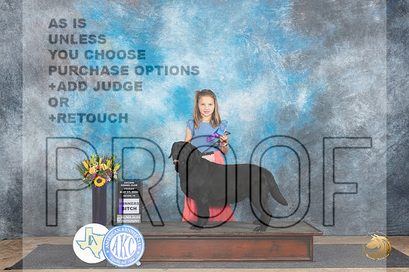 Labrador Retriever #14 Fri WB Judge Vicki Abbott__JP_9181_Abilene_2024_HR3