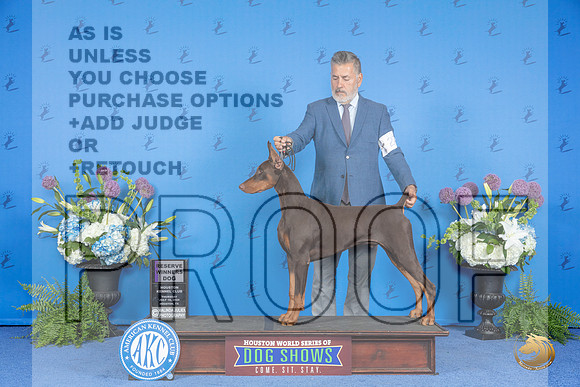 Doberman #27 THUR RWD Judge Douglas Johnson__JP_8333_Houston_2024_HR3