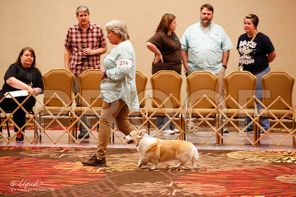_JJ_8148-HstnCorgiFeb2015-HR3