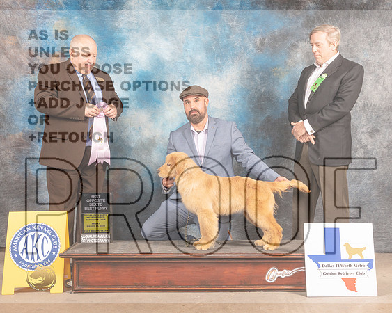 Golden Retriever #72 Fri BOSP Judge Gordon Hayburn-MMJ_7505-FW2022-HR3