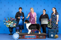 Australian Shepherd #16 THUR G1 Judge Ann Yuhasz