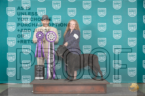 Cane Corso #112 Wed VB Judge Joseph Gudry__JP_0464_Premier_2024_HR3