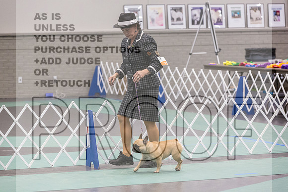 French Bulldogs Sat Rings_JJL_0495_UKCLNGVIEWOCT2024_2024_HR3