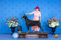 Doberman #21 SAT WD BOW M Judge Jon Cole