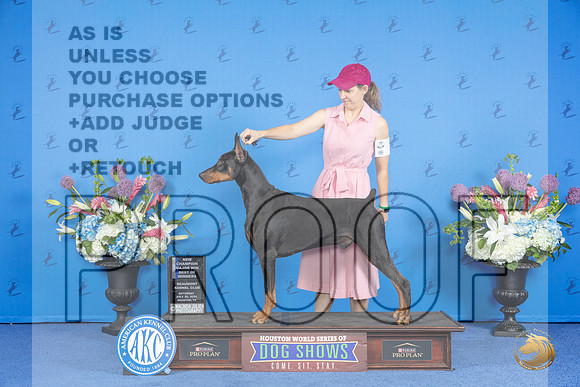 Doberman #21 SAT WD BOW M Judge Jon Cole__JP_9670_Houston_2024_HR3