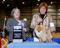 Pomeranian #7 Sun BOW +A1