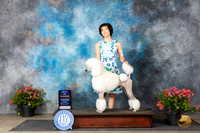 Poodle Std #15 Fri WDBOW Judge Christine Martinez
