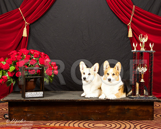 _ST_3386-HstnCorgiBeb2015-HR3