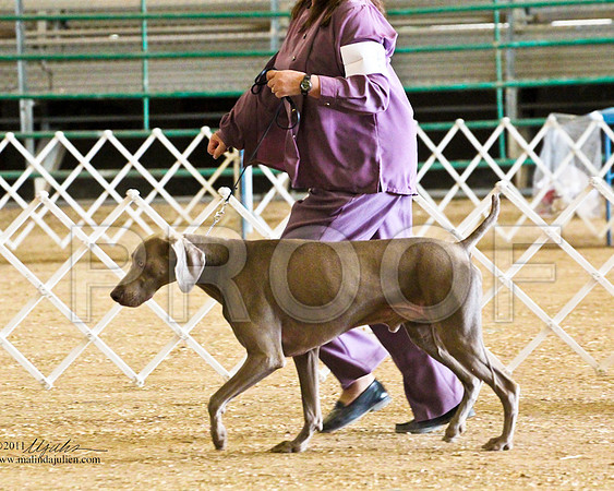 Weim-4159