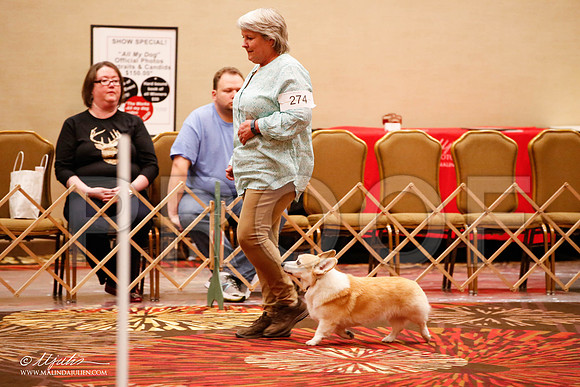 _JJ_8144-HstnCorgiFeb2015-HR3