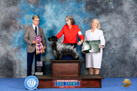 English Cocker Spaniel #15 WED BISp Judge Douglas Johnson