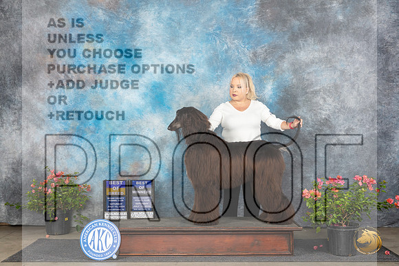 Afghan Hound #10 Sun BOBBOW Judge Victor Rosado r__JP_5960_San Antonio_2024_HR3