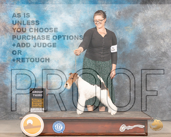 Wire Fox Terrier #5 Sat G3 Judge Denny MounceMMJ_4561_Mdlnd2022_HR3
