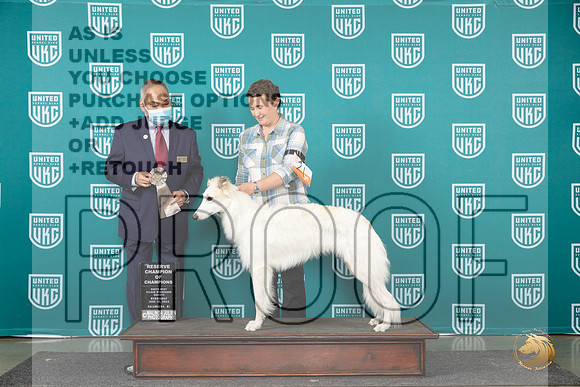Silken Windhound #20 Wed RCH Judge Stanley Matsumoto__JP_0438_Premier_2024_HR3