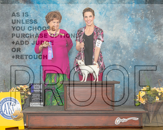 Chihuahua Smooth #22 Thur WB Judge Carol Jean Nelson-MMJ_8662-NWARK2022-HR3