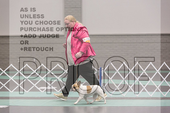 French Bulldog Sat Ring 2_JJL_0661_UKCLNGVIEWOCT2024_2024_HR3