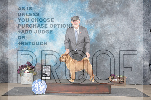 Chinese Shar Pei #14 Sat NCh Judge Sulie Greendale-Paveza__JP_7410_Belton_2024_HR3
