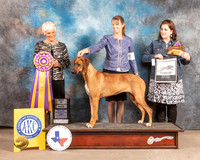 Rhodesian Ridgeback #6 Fri BOB Judge Pluis Davern
