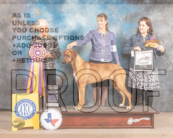Rhodesian Ridgeback #6 Fri BOB Judge Pluis Davern-MMJ_7187-FW2022-HR3