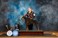 Doberman Pinscher #10 Fri OHG4 Judge Robert Stein