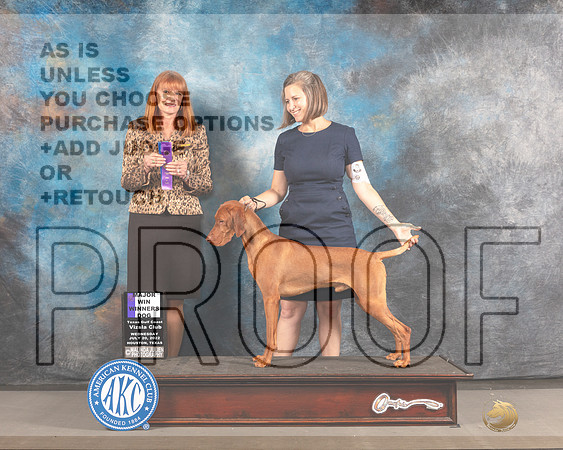 Vizsla #11 WED WD Major Judge Linda Hurlebaus-_MJ_2587e-Hstn2022_HR3