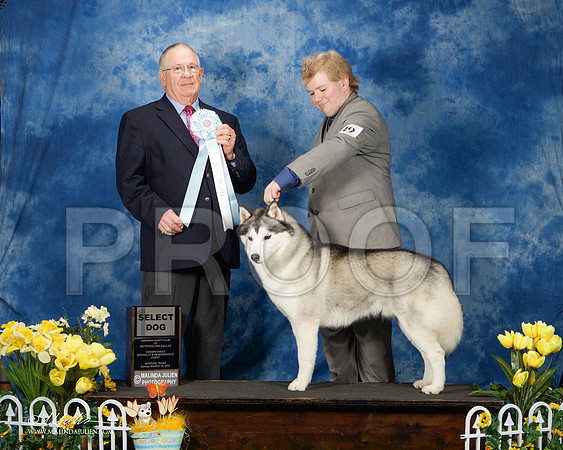 _ST_4182-AddisonHuskyMar2015-HR3