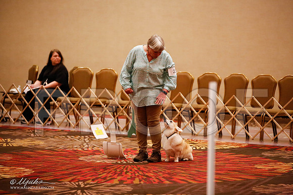 _JJ_7220-HstnCorgiFeb2015-HR3