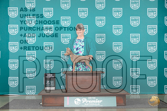 Miniature Pinscher #1067 Thur CH r__JP_2196_Premier_2024_HR3