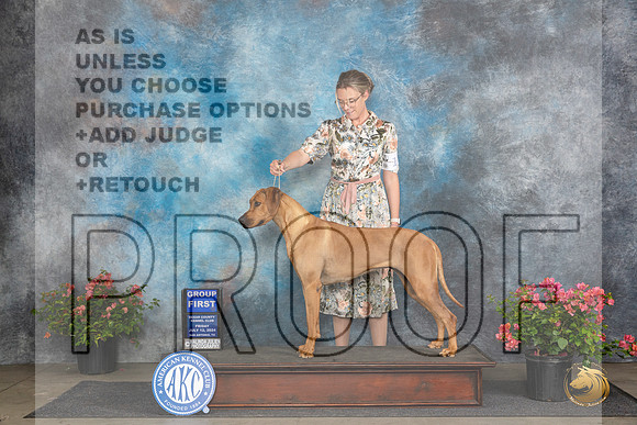 Rhodesian Ridgeback #12 Fri G1 Judge Polly (Mrs Robert) D Smith__JP_4569_San Antonio_2024_HR3