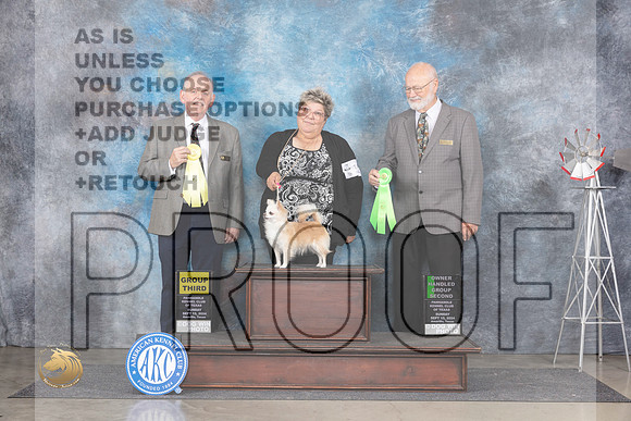 Long Coat Chihuahua #12 Sun G3 OHG2 Judge Rodney Merry Gary Andersen__JP_6439_Amarillo_2024_HR3