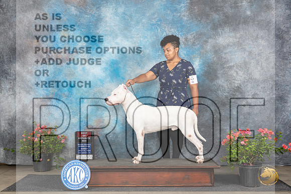 Dogo Argentino #7 Sun BOS Judge Paul F Willhauck__JP_5772_San Antonio_2024_HR3